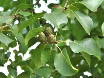alnus cordata2