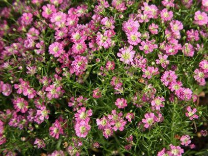 Šater zední 'Gypsy Pink' - Gypsophila muralis 'Gypsy Pink'  Gypsophila muralis 'Gypsy Pink'