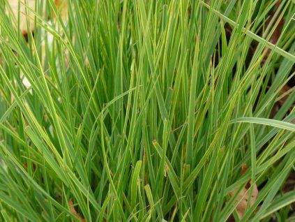 Ostřice ošímenská 'Everlime' - Carex oshimensis 'Everlime' (Balení kontejner V2)