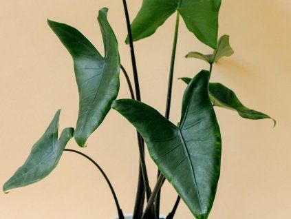 black zebrina