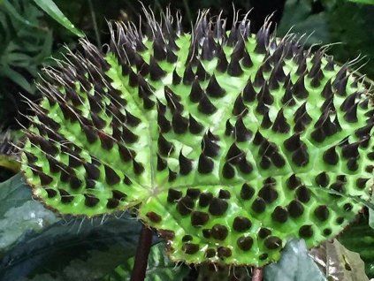 melano