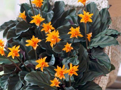 crocata