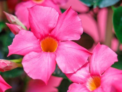115267 mandevilla sundevilla early pink