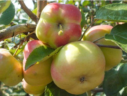 Jabloň 'Apistar' - kontejner  Malus domestica 'Apistar'