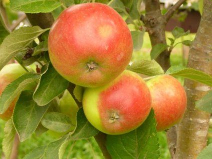 Jabloň sloupovitá 'Arbat' - kontejner  Malus domestica 'Arbat'
