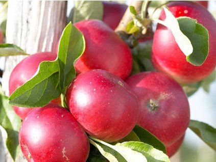 Jabloň sloupovitá 'Elina' - kontejner  Malus domestica 'Elina'