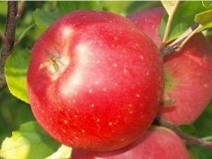 Jabloň 'Benet' - kontejner  Malus domestica 'Benet'
