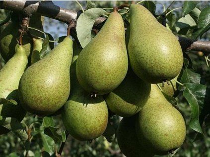 Hrušeň 'Konference' - kontejner  Pyrus communis 'Konference'