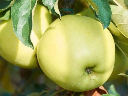 Jabloň sloupovitá 'Goldcats' - kontejner  Malus domestica 'Goldcats'