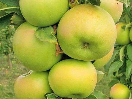 Jabloň sloupovitá 'Greencats' - kontejner  Malus domestica 'Greencats'