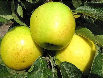 Jabloň sloupovitá 'Malücha' - kontejner  Malus domestica 'Malücha'