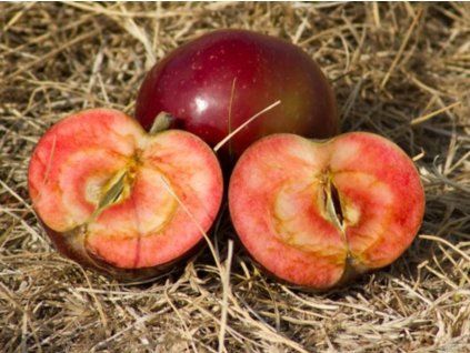 Jabloň sloupovitá 'Maypole' - kontejner  Malus domestica 'Maypole'