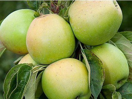 Jabloň sloupovitá 'Moonlight' - kontejner  Malus domestica 'Moonlight'