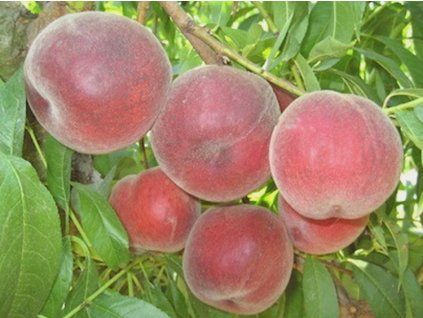Broskvoň 'Lolita' - kontejner  Prunus persica 'Lolita'