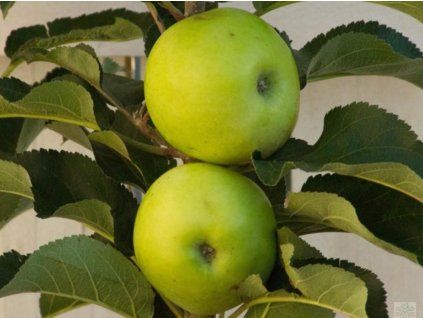 Jabloň sloupovitá 'Nataliuška' - kontejner  Malus domestica 'Nataliuška'