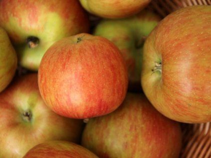 Jabloň sloupovitá 'Rondo' - kontejner  Malus domestica 'Rondo'