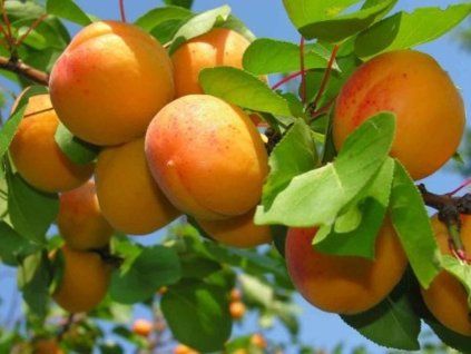 Meruňka 'Lazeranska' - kontejner  Prunus armeniaca 'Lazeranska'