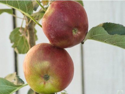 Jabloň sloupovitá 'Vasyugan' - kontejner  Malus domestica 'Vasyugan'