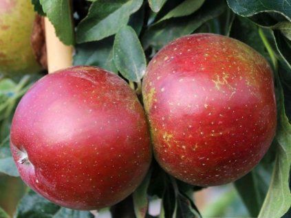 Jabloň sloupovitá 'Waltz' - kontejner  Malus domestica 'Waltz'