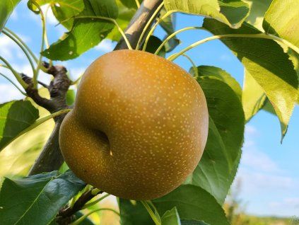 Asijská hrušeň 'Kosui'- kontejner  Pyrus pyrifolia 'Kosui'