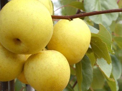Asijská hrušeň 'Nijiseiki'- kontejner  Pyrus pyrifolia 'Nijiseiki'