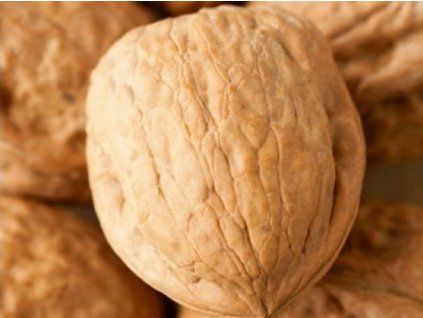 Ořešák 'Saturn'  Juglans regia 'Saturn'