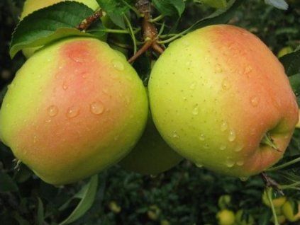 Jabloň 'Golden Parsi Da Rosa' - kontejner  Malus domestica 'Golden Parsi da Rosa'
