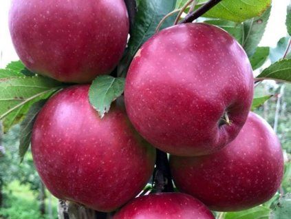 Jabloň 'Dark Idol' - kontejner  Malus domestica 'Dark Idol'