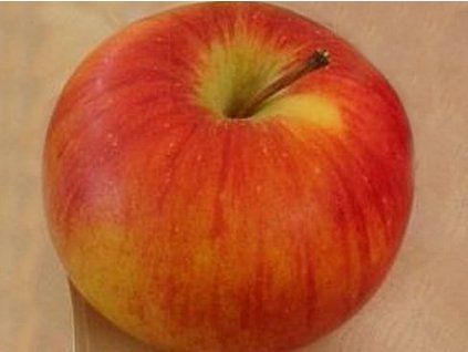 Jabloň 'Zlatá Reneta (Parména Zlatá)'- kontejner  Malus domestica 'Zlatá Reneta (Parména Zlatá)'