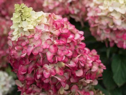 PINK AND ROSE