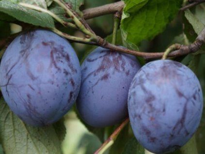 Švestka 'Wegierka Wczesna'  Prunus domestica ´Wegierka Wczesna´