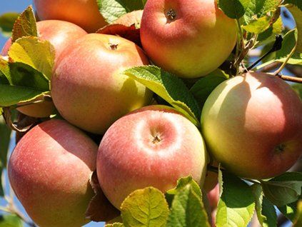 Jabloň 'Ecolette'  Malus domestica 'Ecolette'
