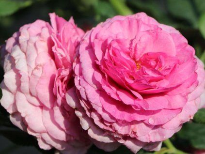 Růže 'Kaffe Fassett Rose®' (Balení speciální balení)