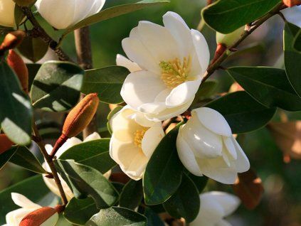 Michelie 'Fairy Magnolia Honey Velvet'  Michelia 'Fairy Magnolia Honey Velvet'