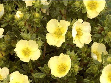 primrose