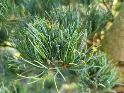 Pinus parviflora 'Negishi' (1)