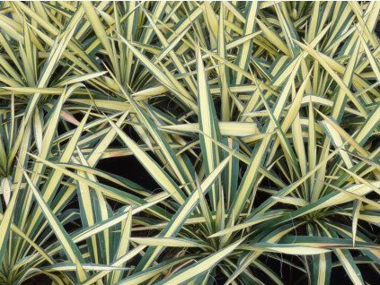 Juka vláknitá 'Gold Heart' - Yucca filamentosa 'Gold Heart'  Yucca filamentosa Gold Heart'
