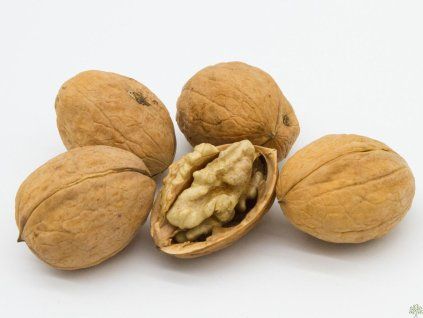 Ořešák 'Lake' - kontejner  Juglans regia ´Lake´
