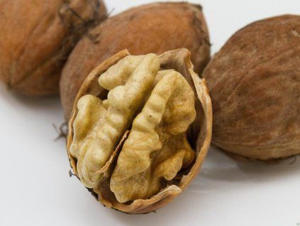Ořešák 'Mars' - kontejner  Juglans regia 'Mars'