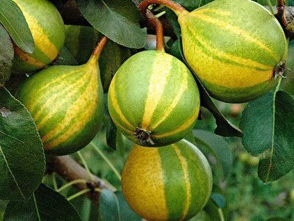 Hrušeň 'Schweizer Hose' - kontejner  Pyrus communis 'Schweizer Hose'