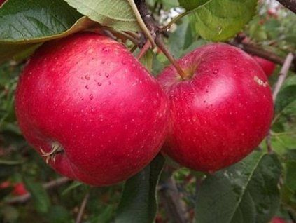 Jabloň 'Rubinola'- kontejner  Malus domestica 'Rubinola'