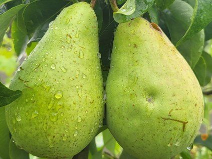 Hrušeň 'Saphira'- kontejner  Pyrus communis ´Saphira´