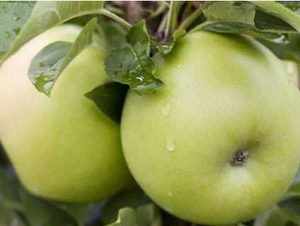 Jabloň sloupovitá 'Goldlane' - kontejner  Malus domestica 'Goldlane'