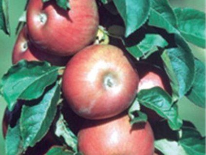 Jabloň sloupovitá 'Pompink Ginover' - kontejner  Malus domestica 'Pompink Ginover'