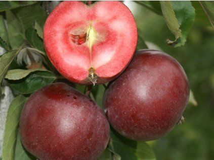 Jabloň sloupovitá 'Pomfital' - kontejner  Malus domestica 'Pomfital'