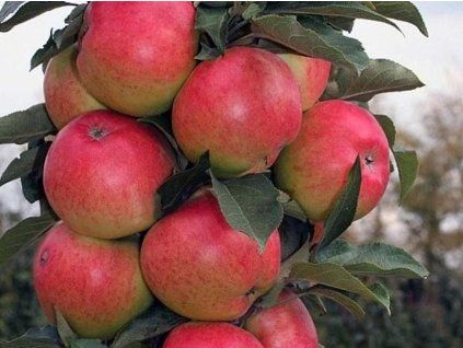 Jabloň sloupovitá 'Valiuta' - kontejner  Malus domestica 'Valiuta'