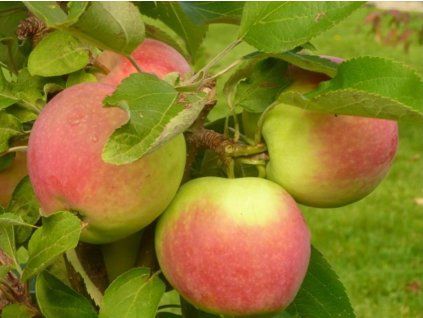 Jabloň sloupovitá 'Canadian' - kontejner  Malus domestica 'Canadian'