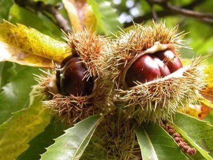 Kaštan jedlý 'Volou' - kontejner  Castanea sativa 'Volou'