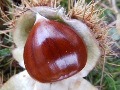Kaštan jedlý 'Marigoule' - kontejner  Castanea sativa 'Marigoule'