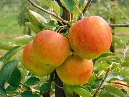 Jabloň sloupovitá Pomforyou 'Lancelot'- kontejner  Malus domestica Pomforyou 'Lancelot'